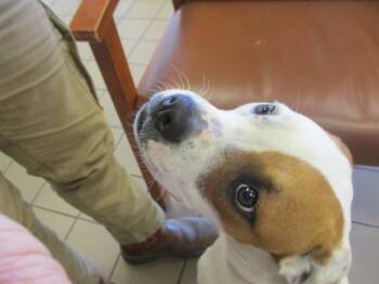 Rescue Staffordshire Bull Terrier Dogs for Adoption in Ocala, Florida - MJ | PetCurious