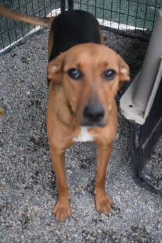 Rescue Doberman Pinscher and Pit Bull Terrier Dogs for Adoption in Pahrump, Nevada - Squishy | PetCurious