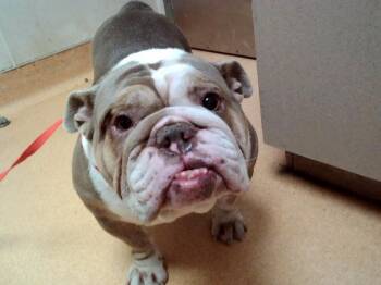 American Bulldog and Mixed Breed Dogs Available for Adoption - PETUNIA PIG | PetCurious