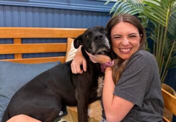 Staffordshire Bull Terrier and Pit Bull Terrier Dogs Available for Adoption - Neo The Great Snuggler And Sweetest Soul  | PetCurious