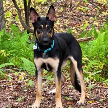 Zeus (26-372) -  German Shepherd Dog Dog for Adoption in New Ringgold, Pennsylvania - Zeus (26-372) | PetCurious