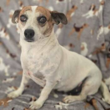 Eloise -  Jack Russell Terrier and Chihuahua Dog for Adoption in Isabela, Isabela - Eloise | PetCurious