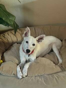 Rescue Australian Cattle Dog Blue Heeler and Husky Dogs for Adoption in Denver, Colorado - Tucker | PetCurious