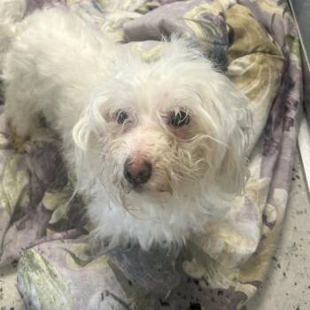 Bob -  Terrier and Mixed Breed Dog for Adoption in Uniontown, Pennsylvania - Bob | PetCurious