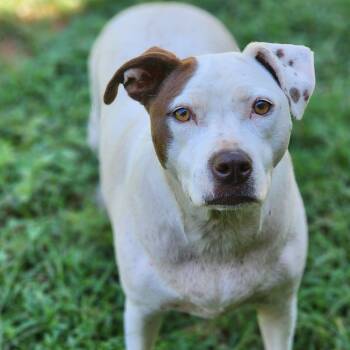 Rescue Retriever Dogs for Adoption in Montgomery, Alabama - Dolly | PetCurious