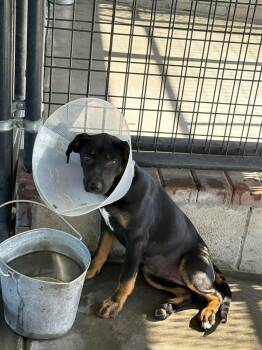 Mixed Breed Dogs Available for Adoption in Ocala, Florida - Trixie | PetCurious