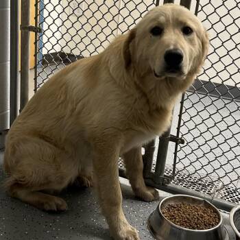 Courage -  Mixed Breed Dog Available for Adoption - Courage | PetCurious
