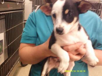 A480089 -  Terrier Dog for Adoption in Oklahoma City, Oklahoma - A480089 | PetCurious