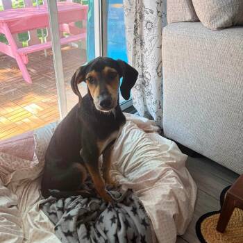 Junie -  Hound Dog for Adoption in Plainfield, Illinois - Junie | PetCurious