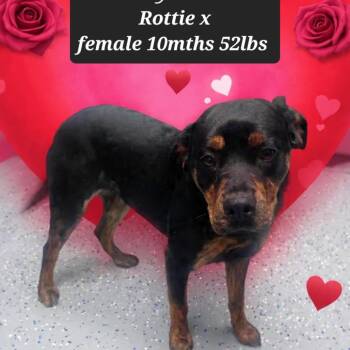 Rottweiler Dogs Available for Adoption - Fancy | PetCurious