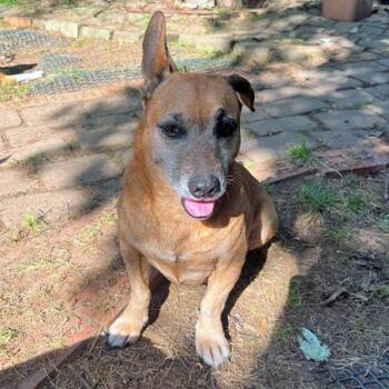 Rescue Beagle and Dachshund Dogs for Adoption in London, Ohio - Jerry | PetCurious
