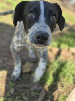 Rescue Terrier Dogs for Adoption in Dover, Arkansas - Sue | PetCurious