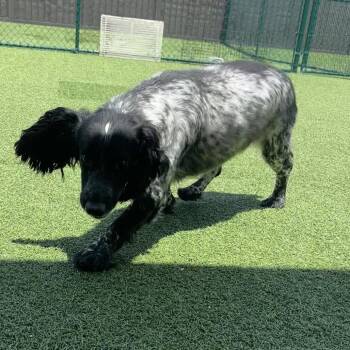 Geraldine 9321 -  English Cocker Spaniel Dog for Adoption in Loxahatchee Groves, Florida - Geraldine 9321 | PetCurious