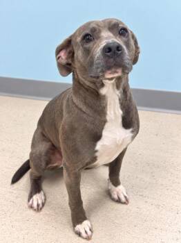 Jinx -  Terrier Dog for Adoption in Gulfport, Mississippi - Jinx | PetCurious