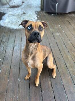 Boxer Dogs Available for Adoption - Dottie | PetCurious