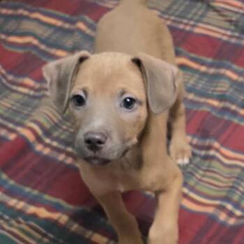 Skipper -  Mixed Breed Dog for Adoption in Wappingers Falls, New York - Skipper | PetCurious