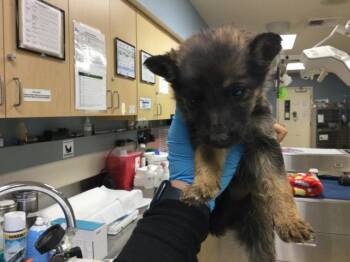BEAR -  German Shepherd Dog Dog for Adoption in Riverside, California - BEAR | PetCurious