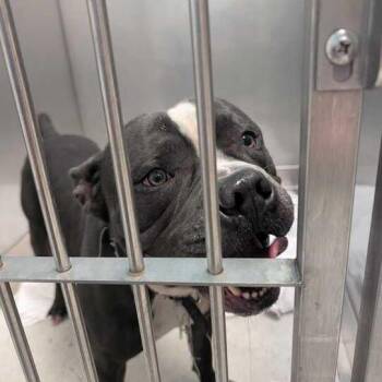 Magic -  Mixed Breed Dog for Adoption in Davenport, Iowa - Magic | PetCurious