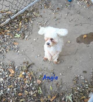 Rescue Maltese and Poodle Dogs for Adoption in Wever, Iowa - Angela | PetCurious