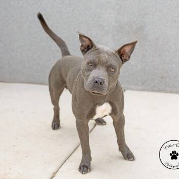 Chop Chop -  American Staffordshire Terrier and Mixed Breed Dog for Adoption in Abilene, Texas - Chop Chop | PetCurious