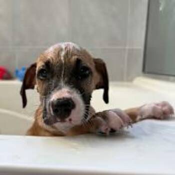 Rescue Shepherd Dogs for Adoption in Saint George, Vermont - Rusty | PetCurious