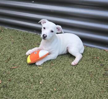 Sprite -  Jack Russell Terrier and Australian Cattle Dog Blue Heeler Dog for Adoption in Apache Junction, Arizona - Sprite | PetCurious