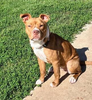 Gabbie -  Pit Bull Terrier Dog Available for Adoption in Okemah, Oklahoma - Gabbie | PetCurious