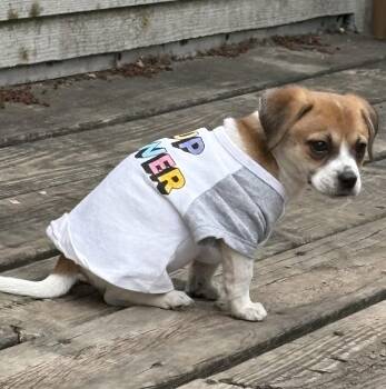 Lorelli -  Dachshund Dog for Adoption in Brooklyn Center, Minnesota - Lorelli | PetCurious