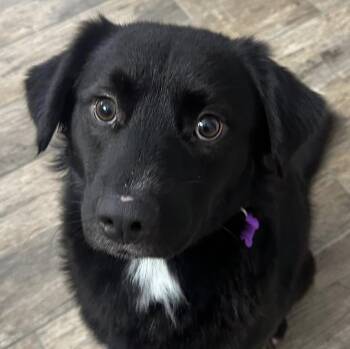 Spaniel and Border Collie Dogs Available for Adoption - Finn | PetCurious