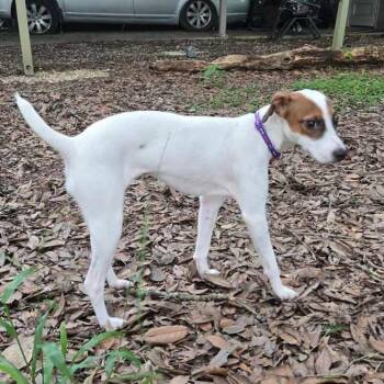 Zena -  Jack Russell Terrier and Terrier Dog for Adoption in Carencro, Louisiana - Zena | PetCurious