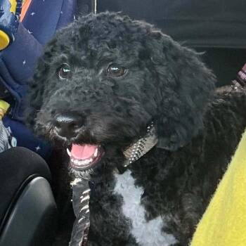 Luca OS NV -  Cockapoo Dog for Adoption in Las Vegas, Nevada - Luca OS NV | PetCurious