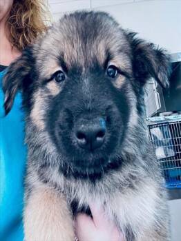 A655798 -  German Shepherd Dog and Mixed Breed Dog for Adoption in Houston, Texas - A655798 | PetCurious