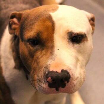 26-01242 BRADY -  Pit Bull Terrier Dog for Adoption in Fredericksburg, Virginia - 26-01242 BRADY | PetCurious