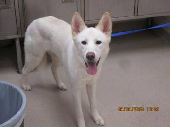 (60) -  Siberian Husky Dog for Adoption in Marietta, Georgia - (60) | PetCurious