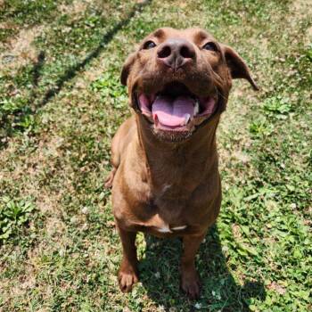 Luna -  Mixed Breed Dog for Adoption in Chattanooga, Tennessee - Luna | PetCurious