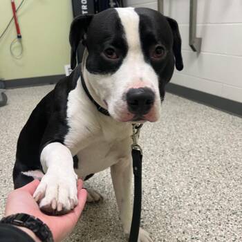 Queso -  Pit Bull Terrier Dog for Adoption in Cedar Rapids, Iowa - Queso | PetCurious