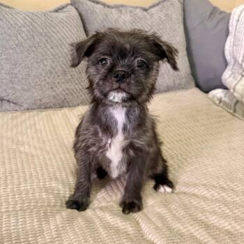 Shih Tzu Dogs Available for Adoption in Agoura Hills, California - Shirley | PetCurious