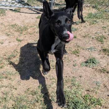 Raven (Sugarplum) -  Black Labrador Retriever Dog for Adoption in Edinburg, Texas - Raven (Sugarplum) | PetCurious