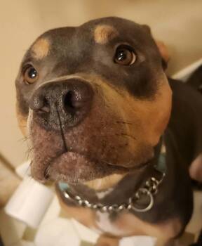 Butterscotch -  Pit Bull Terrier Dog for Adoption in Sanford, North Carolina - Butterscotch | PetCurious
