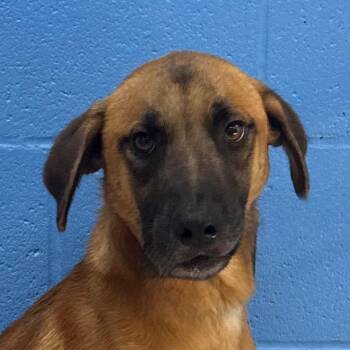 Luke Jack -  Shepherd and Mixed Breed Dog for Adoption in Pine Bluff, Arkansas - Luke Jack | PetCurious