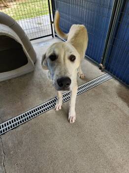 Aladdin -  Labrador Retriever and Great Pyrenees Dog for Adoption in Fayetteville, Tennessee - Aladdin | PetCurious