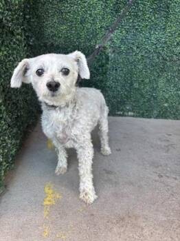 61488210 -  Miniature Poodle and Mixed Breed Dog for Adoption in El Paso, Texas - 61488210 | PetCurious