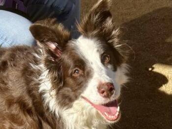 Rescue Mixed Breed Dogs for Adoption in Georgetown, Texas - Rose | PetCurious