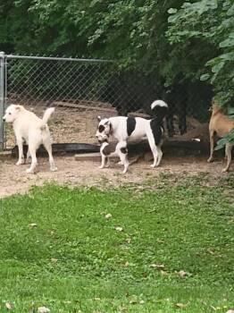 Frankie -  Miniature Poodle and Miniature Schnauzer Dog for Adoption in Florissant, Missouri - Frankie | PetCurious