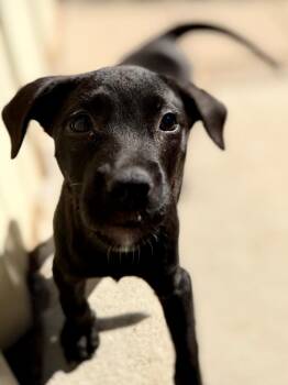 NP 2 -  Labrador Retriever and Mixed Breed Dog for Adoption in Muskegon, Michigan - NP 2 | PetCurious