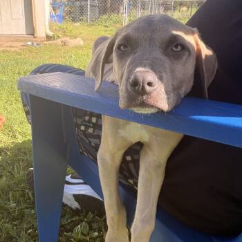 Salem -  Mixed Breed Dog for Adoption in Lapeer, Michigan - Salem | PetCurious