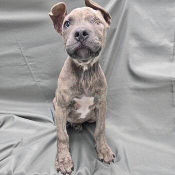 Ishmael -  Terrier Dog for Adoption in Manchester, Connecticut - Ishmael | PetCurious