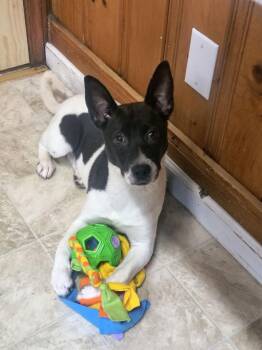 Feist and Chihuahua Dogs Available for Adoption - Swallow Tail | PetCurious