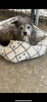 Miniature Schnauzer and Wirehaired Terrier Dogs Available for Adoption in New Haven, Connecticut - Gus Gus | PetCurious