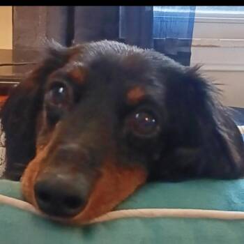 Rescue Dachshund Dogs for Adoption in Omaha, Nebraska - Michael Douglas | PetCurious